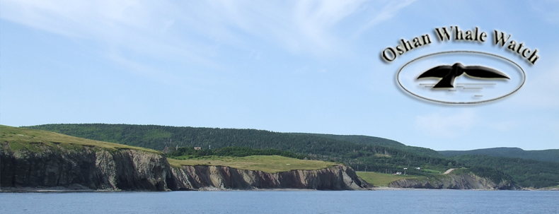 The Northern Cape Breton Coastline Lends Itself To Pelagic Birding