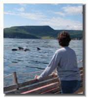 In Bay St. Lawrence, the pilot whales outnumber the people