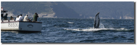 A whale waves high to the Oshan