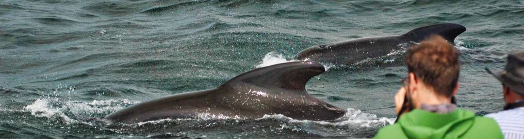 Pilot Whales Oshan Whale Watch Pilot Whales in the ocean off Cabot Trail North