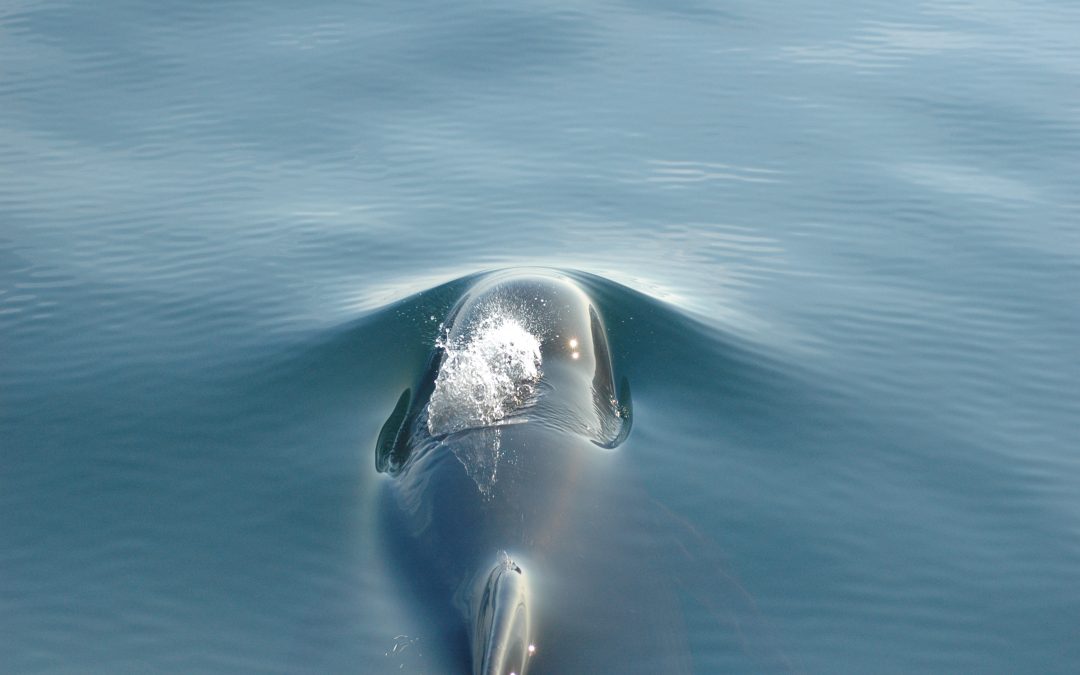 The image shows a pilot whale sighted aboard Oshan Whale Watch in the Northern Cape Breton, Nova Scotia