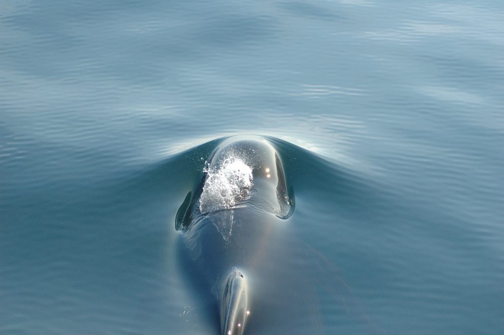 Whale Watching During a Pandemic | Oshan Whale Watch