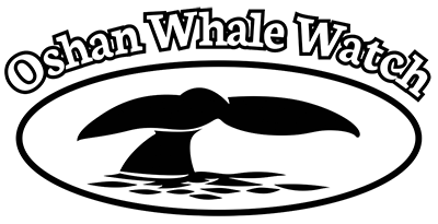 Oshan Whale Watch | off the Cabot Trail | Nova Scotia