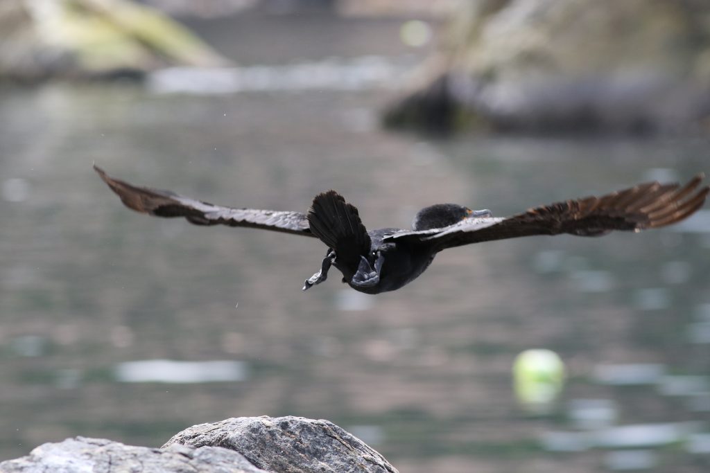 The back view of a cormorant gliding with its wings outstretched. Below it is a the tip of a large rock, some ocean water and lobster buoy.