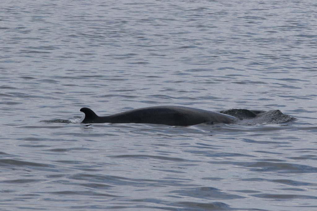 A minke whale is rising out of the water. The water is grey, the minke is black. The forward ripples are visible.