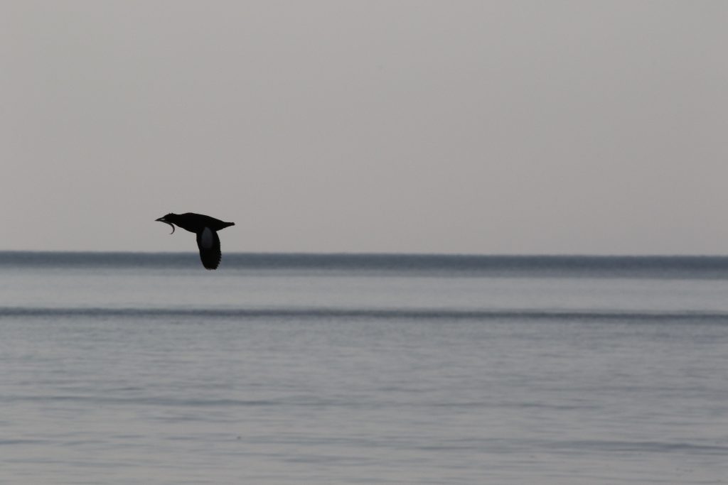 A guiellmot with a fish in mouth flies westward over the Atlantic ocean in Northern Cape Breton.
