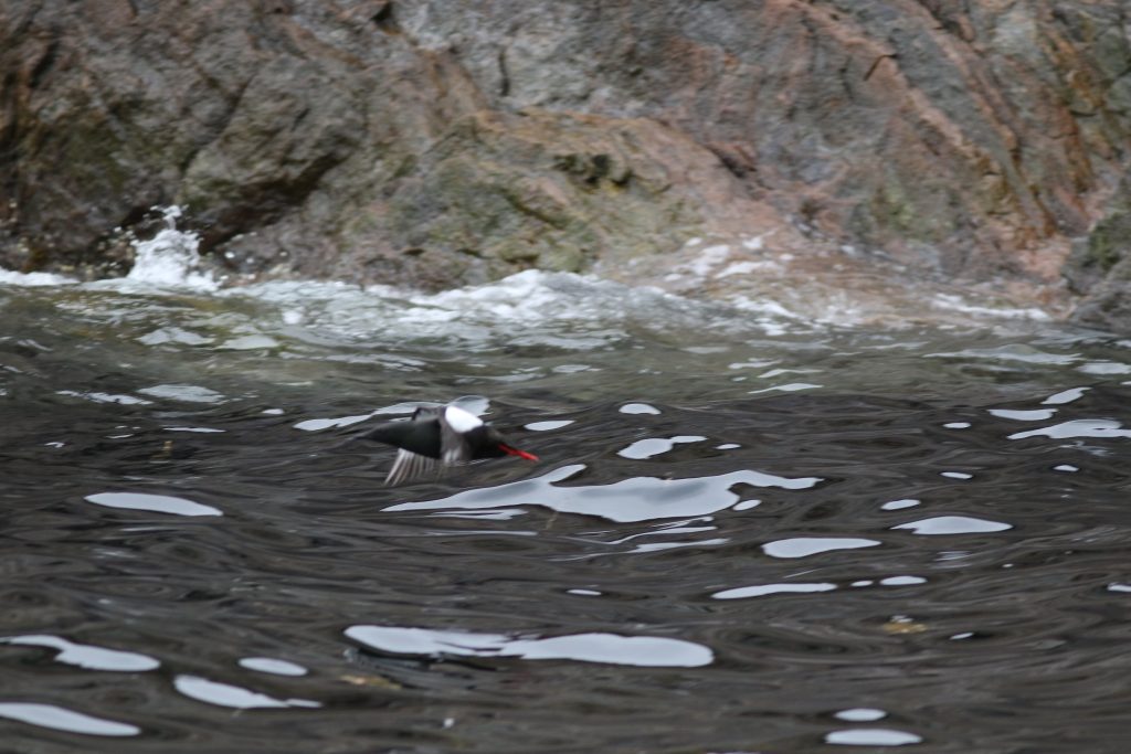 A guillemot flies close to the grey-black ocean. It is near the shore which is hard, red granite.