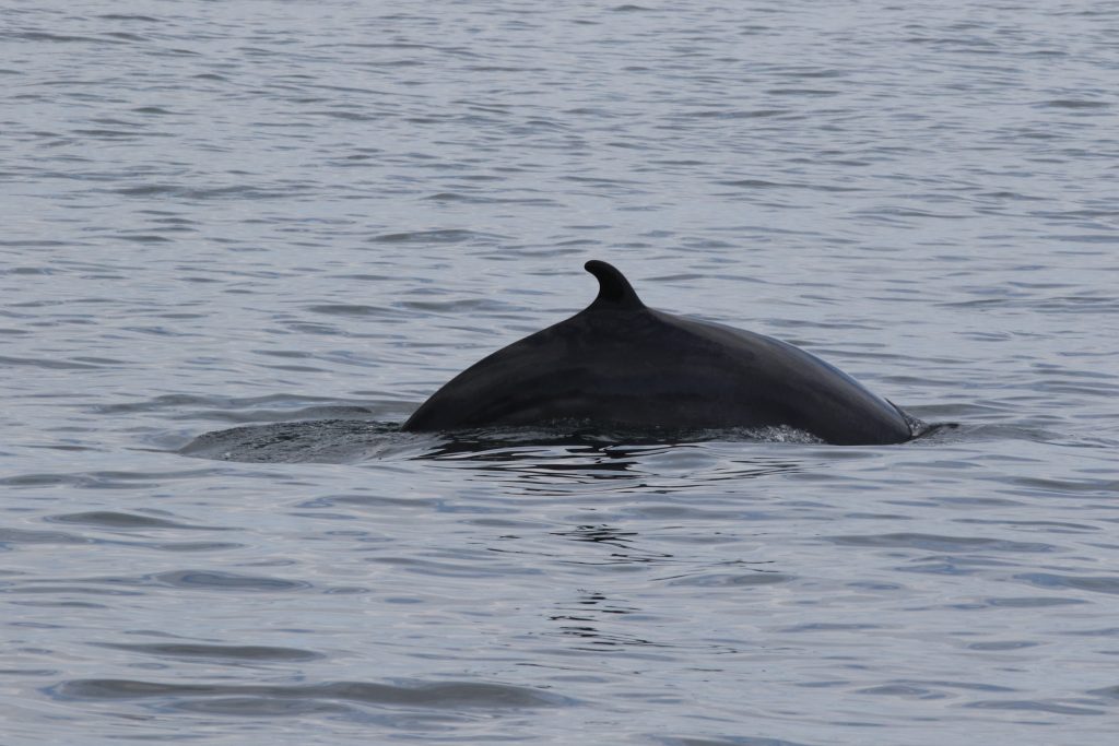 Side view of a minke whale surfacing in grey ocean water. The dorsal fin is visible and the minke whale appears black.