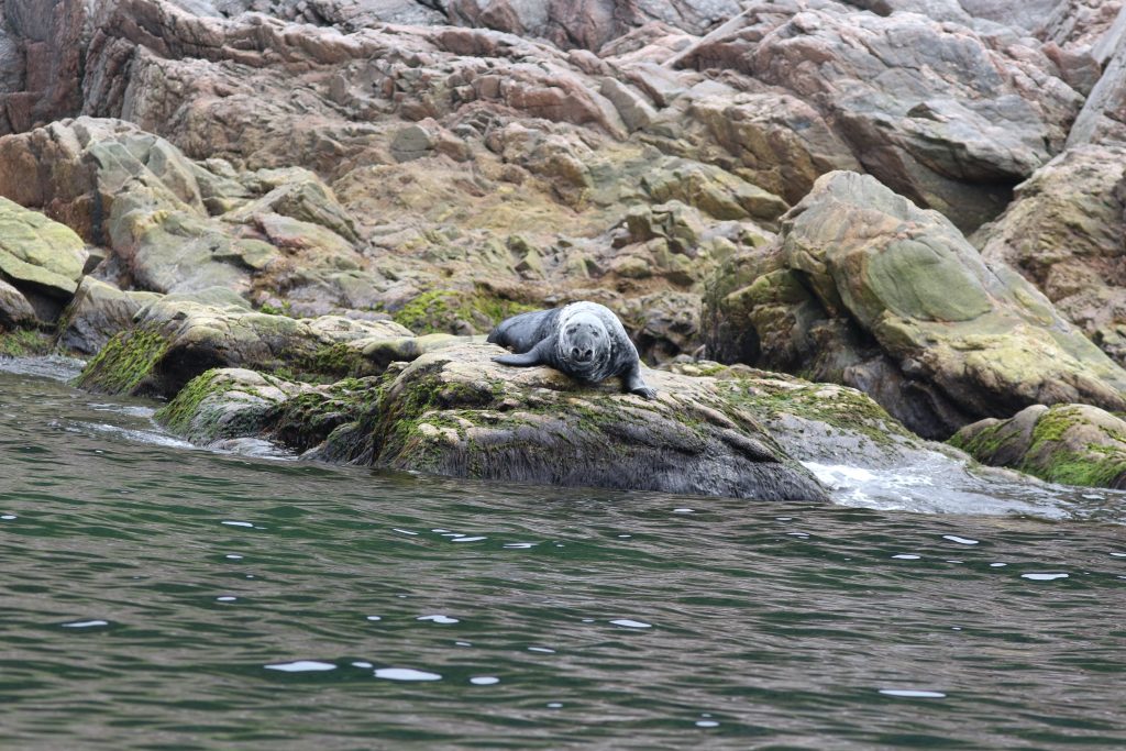 A seal sits on the green rocks. Above the seal, is red granite. Below the eal is black, ocean water.