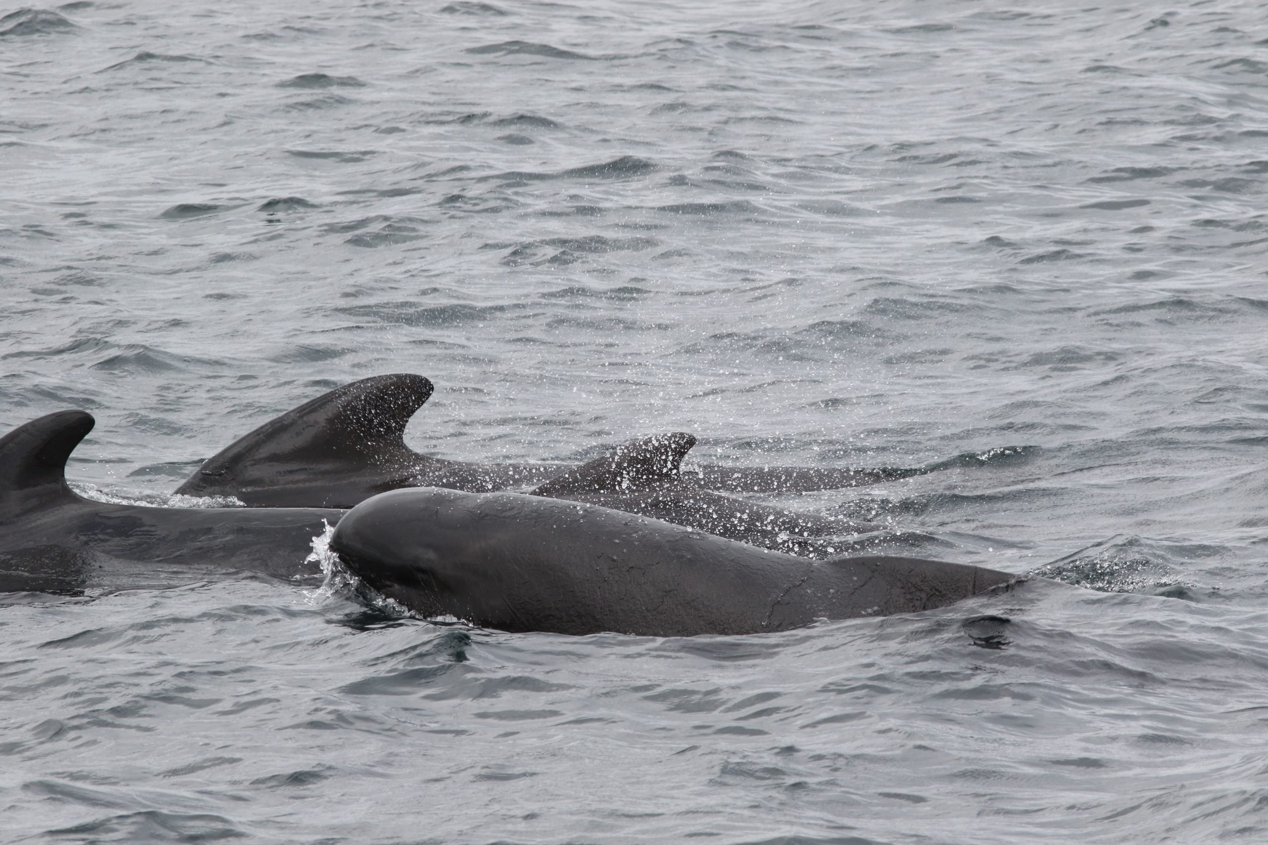 Four pilot whales surface in the north Atlantic waters by Oshan Whale Watch