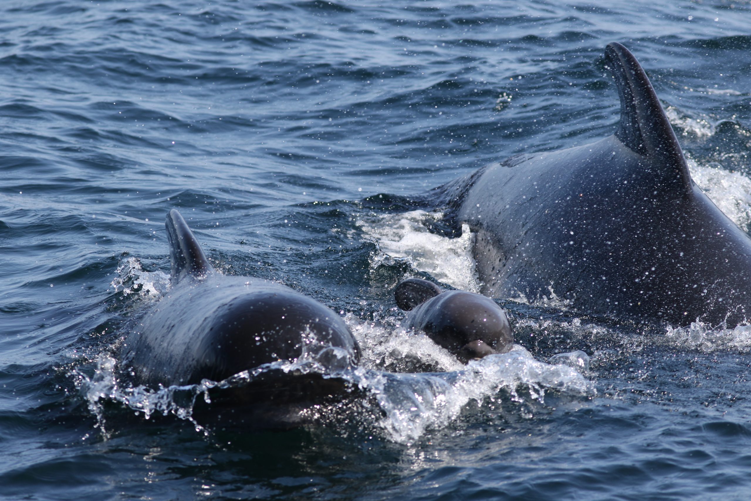 Two adult pilot swims flank a baby pilot whale in the water while breaching and heading directly towards the camera