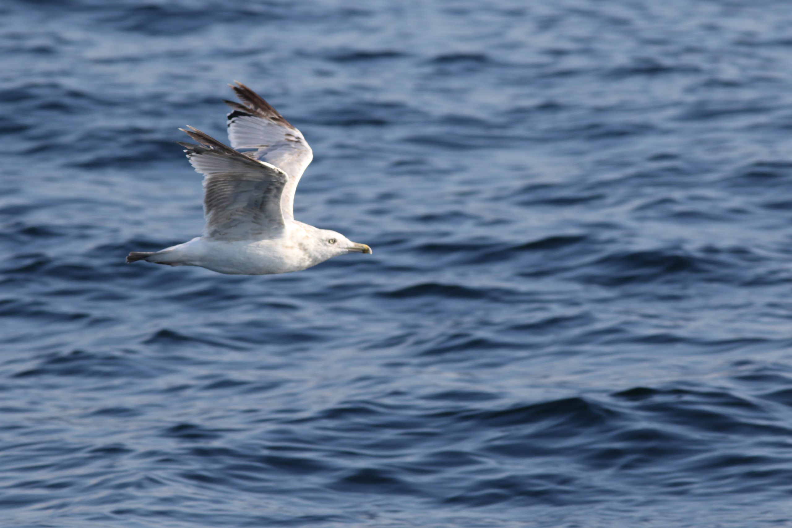 A gull glides above the ocean.