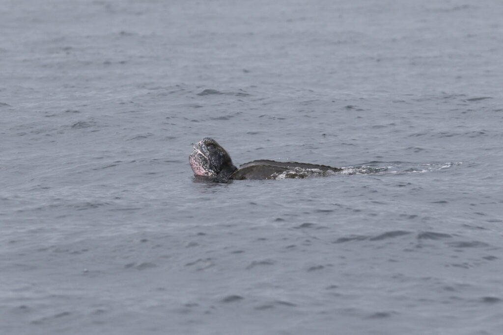 A leatherback sea turtle lifts its head out of the ocean on a grey rainy day.