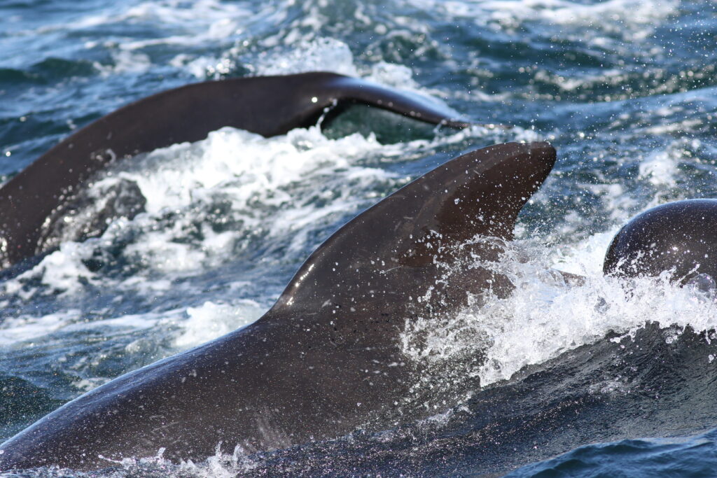 A rushing pod of pilot whales splashing in dark blue water creating white foam as they move.