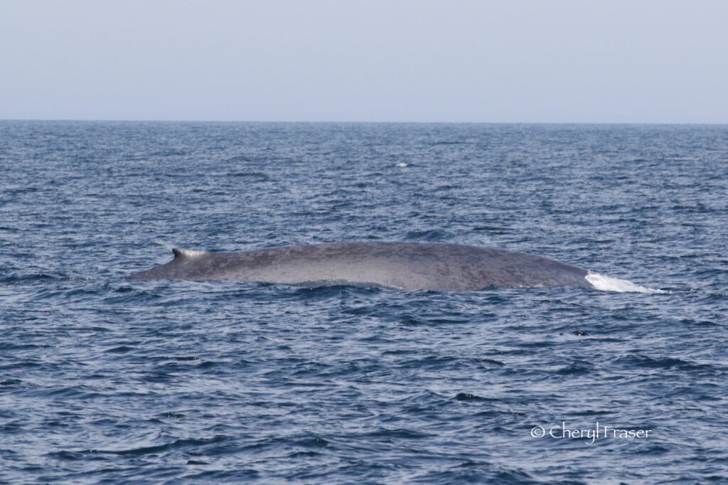 A blue whale in the water.