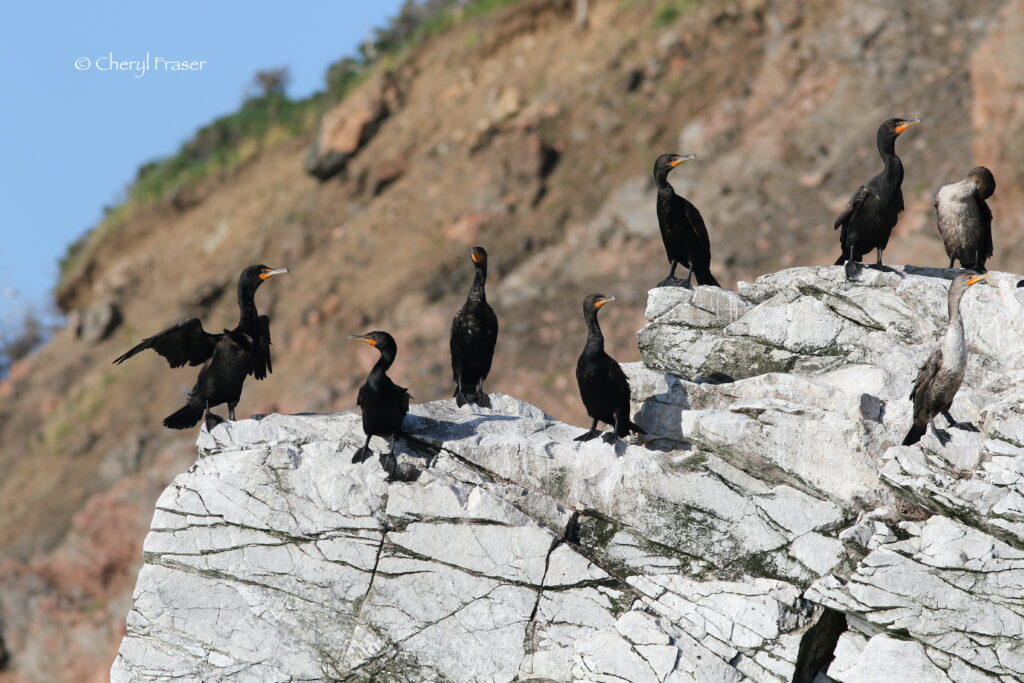 A flock of black, and white breasted cormorants standing on a white rock