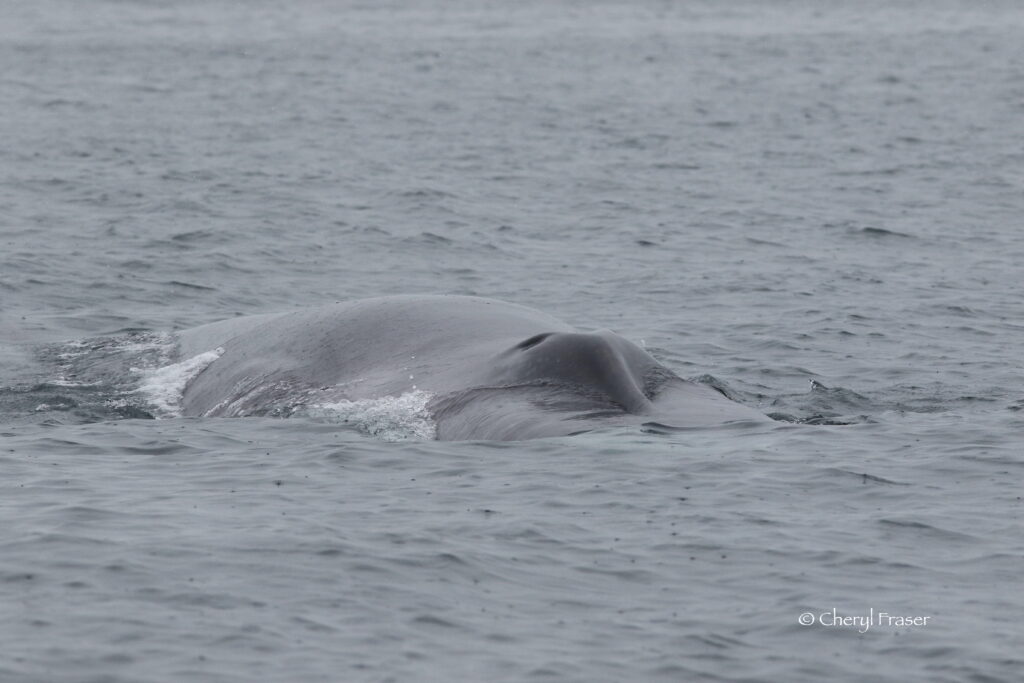 Close up of a fin whale blow hole n the rain