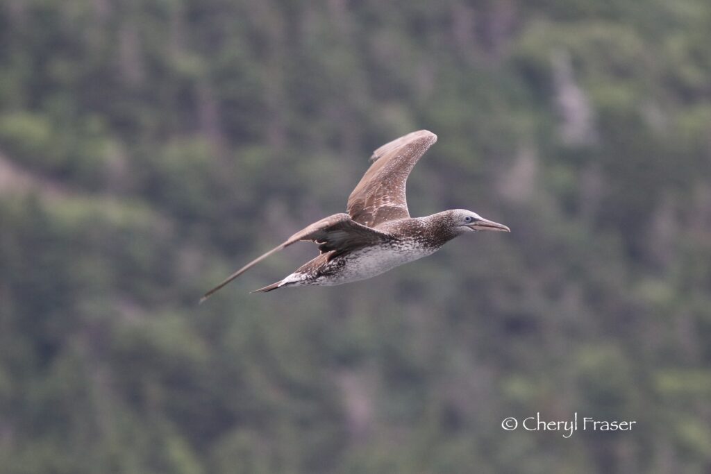 A juvenile gannet (bird) flies in the sky.