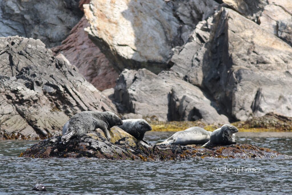 Four grey seals sit on seaweed covered rocks during low tide