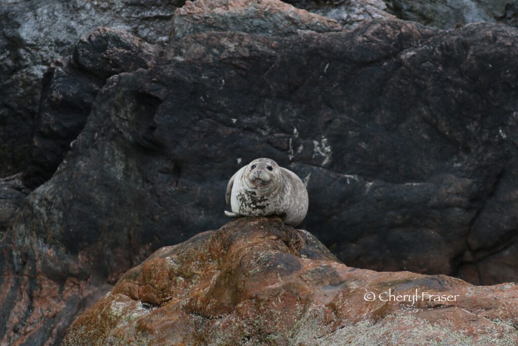 A harbour seal sits on a rock and stares.