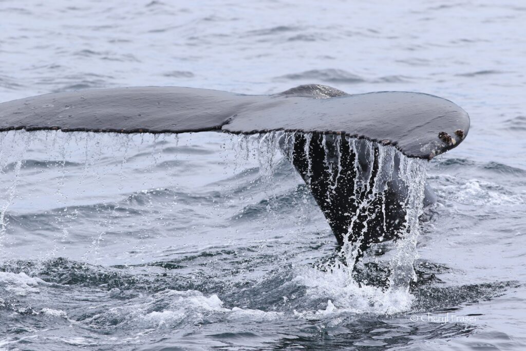 A close up of a humpback whale's tale high out of the ocean with water streaming from the fins.