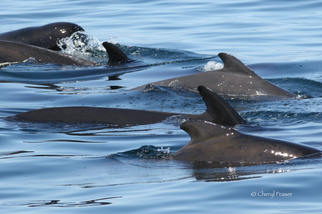 Five pilot whales swim in the water with visibile fins