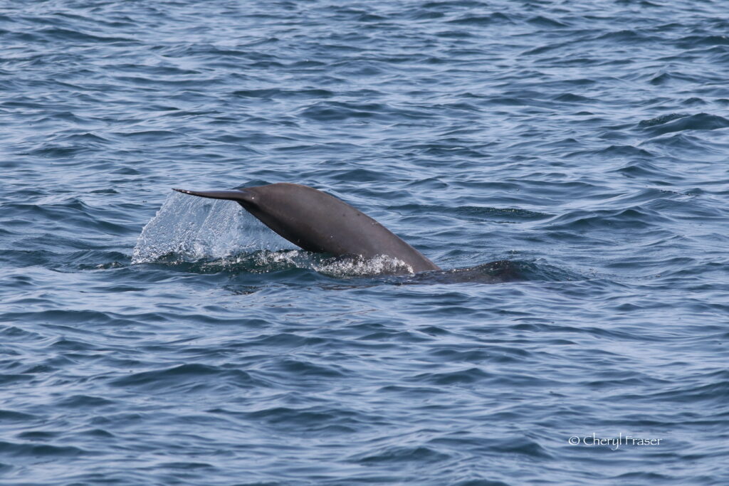 A side view of a pilot whale tail coming out of the water.