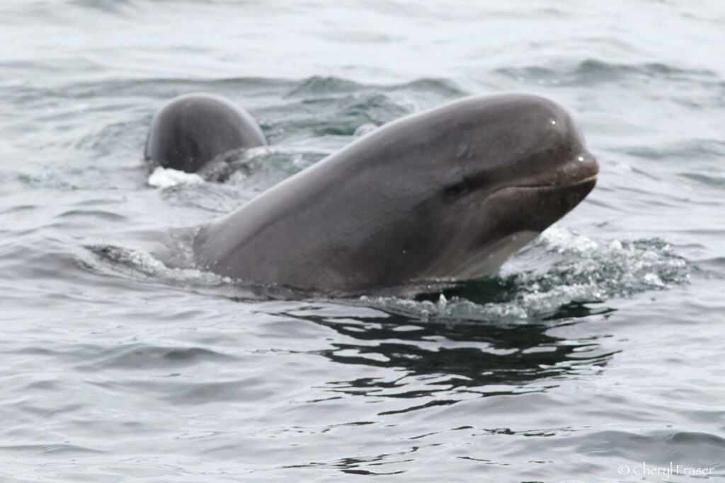 A smiling long-finned pilot whale breaches the water, with a smaller one close behind.