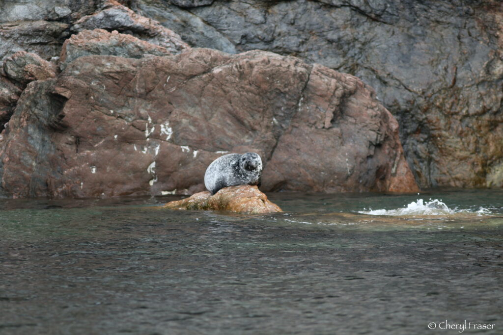 A seal sits below a cliff on a rock in the water.