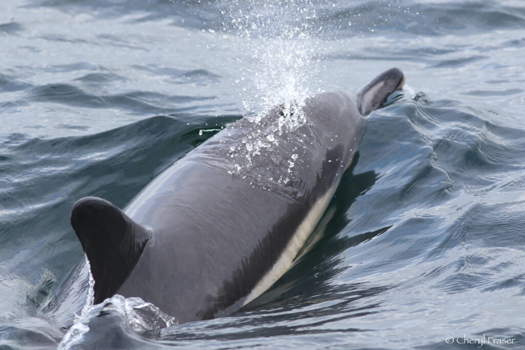 A Atlantic white-sided dolphin slowly breaches and puffs out a breath of salt of water.