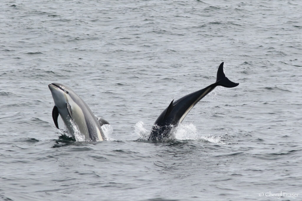 An Atlantic white-sided dolphins leaps out of the water on the left, while one dives into the water on the right.