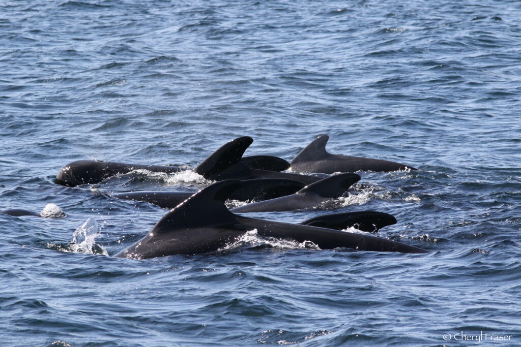 Several pilot whales swim in a group on the ocean