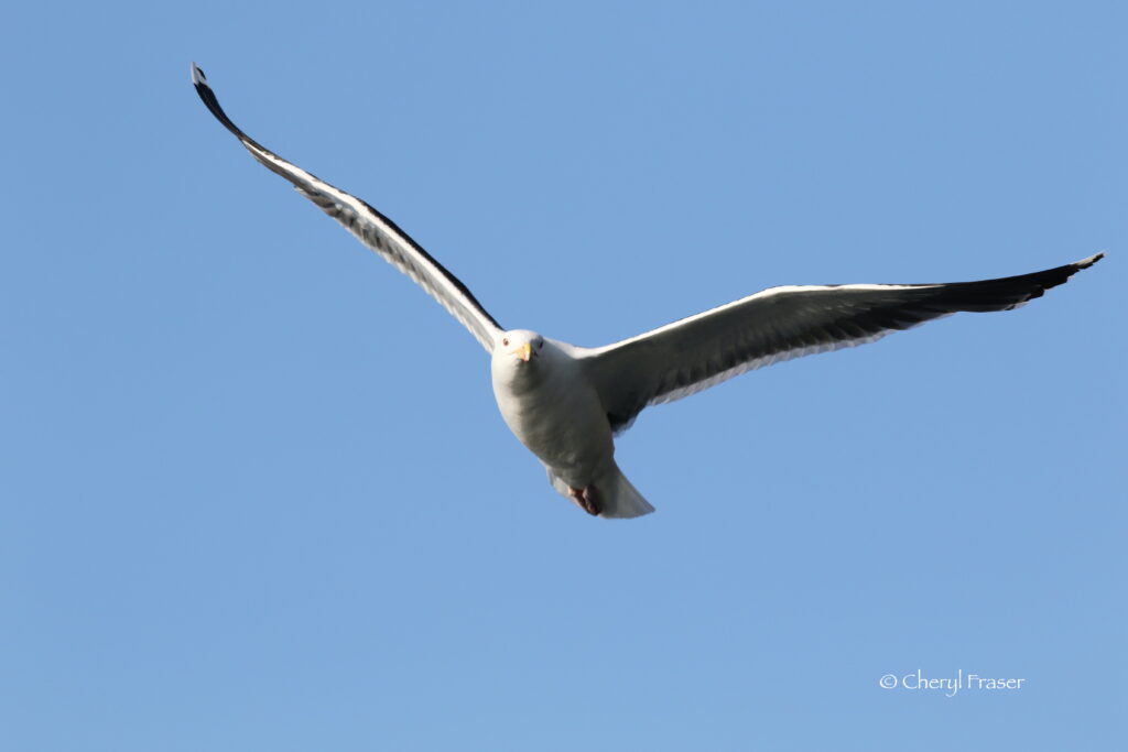 A gull in the sky