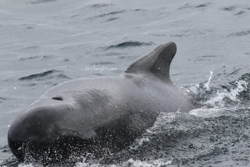 A large pilot whale moves towards the camera.