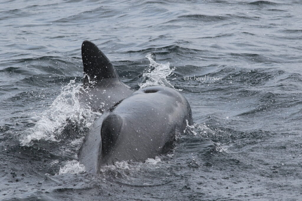 Two pilot whale's swing side by side in the ain.