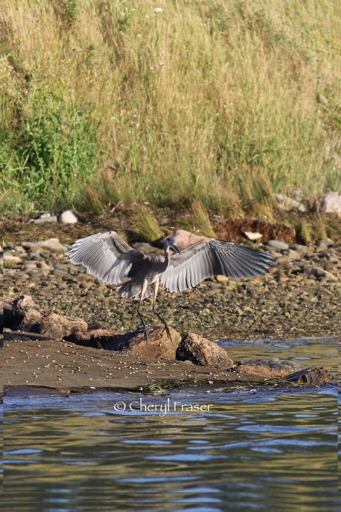 A heron spreads it wings on a beach.