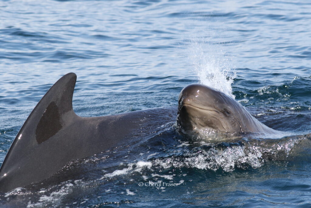 A smiling juvenile pilot whale comes out of the water adjacent to larger pilot whale.