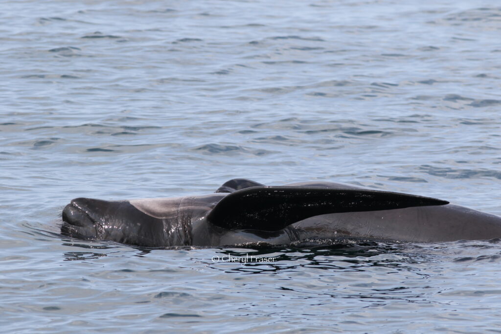 A pilot whale swims on their back.