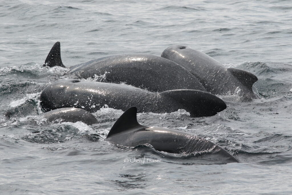 Five pilot whales of varying ages and sizes swim closely together.