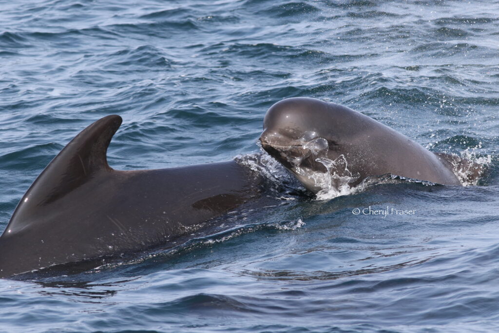 A young pilot whale leaps out of the water by its older pilot whale caretaker.