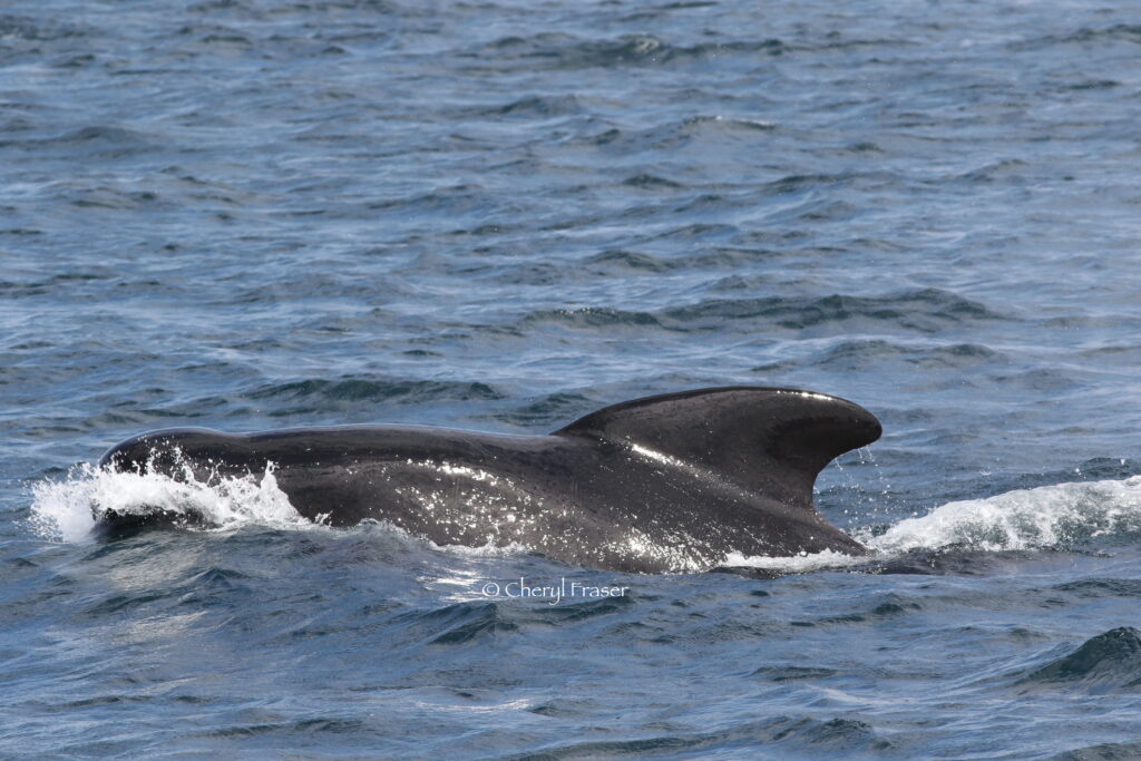 A large pilot whale streaks across the top of the water.