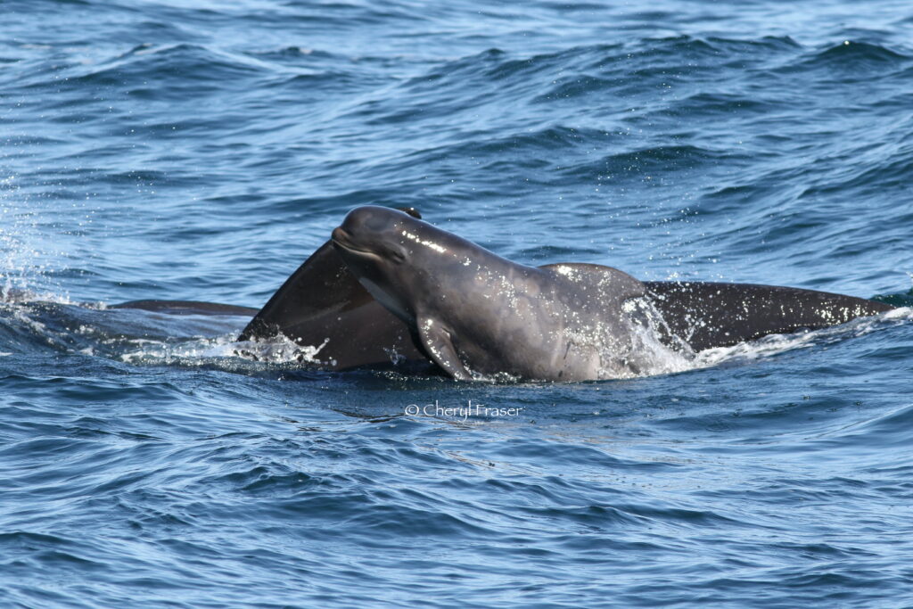 A young pilot whale leaps out by its buddy whale in the water.