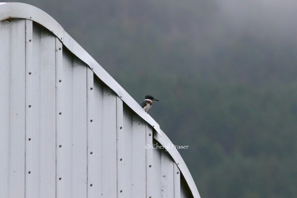 A kingfisher (bird) sits atop a steel building